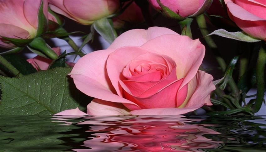 L' Acqua di Rose, profumo delicato e semplice da preparare anche a casa L' Acqua di Rose, profumo delicato e semplice da preparare anche a casa